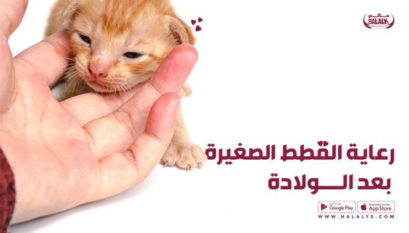 رعاية القطط الصغيرة بعد الولادة: نصائح وإرشادات أساسية